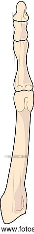 Stock Illustration - Plantar view of the skeletal anatomy of the right foot (3rd tarsal, metatarsal and phalange).. Fotosearch