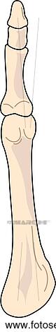 Plantar view of the skeletal anatomy of the right foot (5th tarsal, metatarsal and phalange). View Large Illustration Stock Illustration - Plantar view of the skeletal anatomy of the right foot (5th tarsal, metatarsal and phalange).. Fotosearch