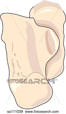 Plantar view of the skeletal anatomy of the right foot (calcaneus bone and talus bone). View Large Illustration Stock Illustration - Plantar view of the skeletal anatomy of the right foot (calcaneus bone and talus bone).. Fotosearch