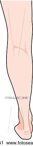Clip Art - Posterior view of the external anatomy of a female person (left leg).. Fotosearch