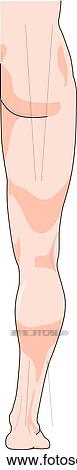 Clip Art - Posterior view of the external anatomy of the right leg.. Fotosearch