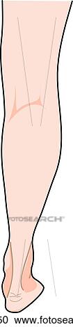 Posterior view of the external anatomy of a female person (right leg). View Large Illustration Clipart - Posterior view of the external anatomy of a female person (right leg).. Fotosearch