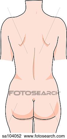 Drawing - Posterior view of the external anatomy of a female person (neck, back, hips and gluteal region).. Fotosearch