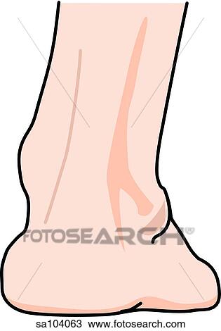 Drawing - Posterior view of the external anatomy of the right leg (ankle and foot).. Fotosearch