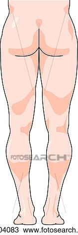 Posterior view of the external anatomy of a male person (gluteal region and legs). View Large Illustration Drawing - Posterior view of the external anatomy of a male person (gluteal region and legs).. Fotosearch