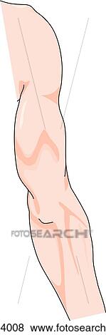 Posterior view of the external anatomy of the right arm (shoulder, arm and forearm). View Large Illustration Stock Illustration - Posterior view of the external anatomy of the right arm (shoulder, arm and forearm).. Fotosearch