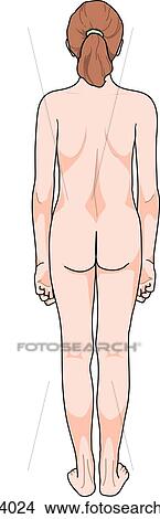 Posterior view of the external anatomy of a child. View Large Illustration Stock Illustration - Posterior view of the external anatomy of a child.. Fotosearch