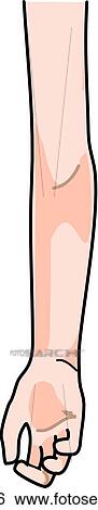 Posterior view of the external anatomy of a child (right arm). View Large Illustration Stock Illustration - Posterior view of the external anatomy of a child (right arm).. Fotosearch
