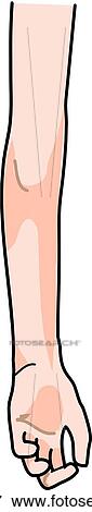 Posterior view of the external anatomy of a child (left arm). View Large Illustration Stock Illustration - Posterior view of the external anatomy of a child (left arm).. Fotosearch
