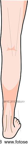 Stock Illustration - Posterior view of the external anatomy of a child (right leg).. Fotosearch