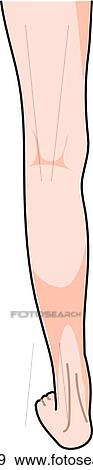 Posterior view of the external anatomy of a child (left leg). View Large Illustration Stock Illustration - Posterior view of the external anatomy of a child (left leg).. Fotosearch
