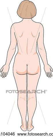 Stock Illustration - Posterior view of the external anatomy of a female person.. Fotosearch