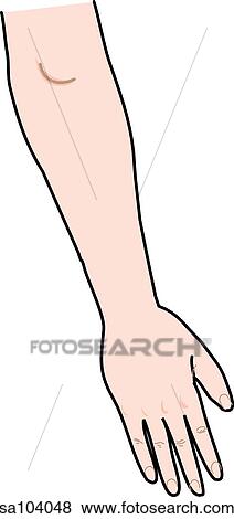 Posterior view of the external anatomy of a female person (right arm). View Large Illustration Stock Illustration - Posterior view of the external anatomy of a female person (right arm).. Fotosearch