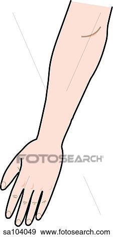 Posterior view of the external anatomy of a female person (left arm). View Large Illustration Stock Illustration - Posterior view of the external anatomy of a female person (left arm).. Fotosearch
