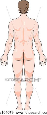 Stock Illustration - Posterior view of the external anatomy of a male person.. Fotosearch