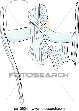 Posterior view of the knee joint showing the ligaments of the posterior knee. View Large Illustration Clip Art - Posterior view of the knee joint showing the ligaments of the posterior knee.. Fotosearch