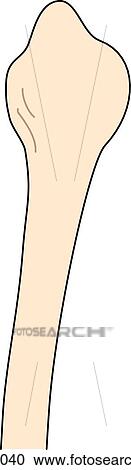 Clipart - Posterior view of the knee joint showing the fibula.. Fotosearch