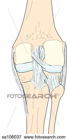 Stock Illustration - Posterior view of the knee joint showing relative postitions of skeletal structures and ligaments.. Fotosearch