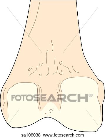 Stock Illustration - Posterior view of the knee joint showing the femur.. Fotosearch