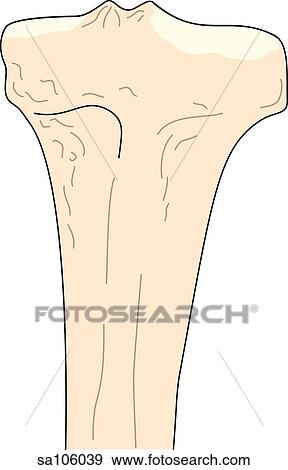 Posterior view of the knee joint showing the tibia. View Large Illustration Stock Illustration - Posterior view of the knee joint showing the tibia.. Fotosearch