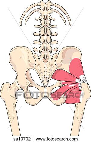 Posterior view of the muscles of the right hip joint (gluteus minimus muscle, piriformus muscle, obturator internus muscle and the quadratus femoris muscle). View Large Illustration Clip Art - Posterior view of the muscles of the right hip joint (gluteus minimus muscle, piriformus muscle, obturator internus muscle and the quadratus femoris muscle).. Fotosearch