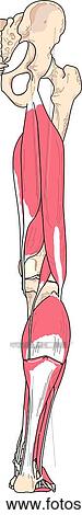 Clip Art - Posterior view of the muscles of the right leg.. Fotosearch