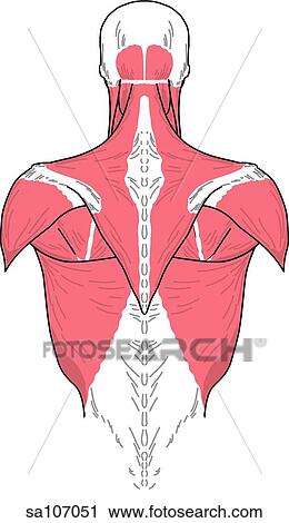 Posterior view of the muscles of the body (neck and back). View Large Illustration Clip Art - Posterior view of the muscles of the body (neck and back).. Fotosearch