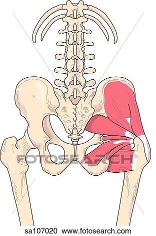 Clipart - Posterior view of the muscles of the right hip joint.. Fotosearch