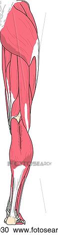 Clipart - Posterior view of the muscles of the right leg.. Fotosearch