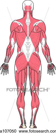 Clipart - Posterior view of the muscles of the body.. Fotosearch