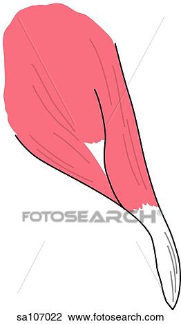 Posterior view of the muscles of the right hip joint (gluteus medius muscle). View Large Illustration Drawing - Posterior view of the muscles of the right hip joint (gluteus medius muscle).. Fotosearch