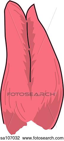 Posterior view of the muscles of the right leg (gastrocnemius muscle). View Large Illustration Drawing - Posterior view of the muscles of the right leg (gastrocnemius muscle).. Fotosearch
