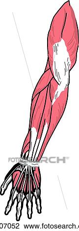 Posterior view of the muscles of the body (left arm). View Large Illustration Drawing - Posterior view of the muscles of the body (left arm).. Fotosearch