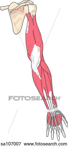 Posterior view of the muscles of the right arm. View Large Illustration Stock Illustration - Posterior view of the muscles of the right arm.. Fotosearch