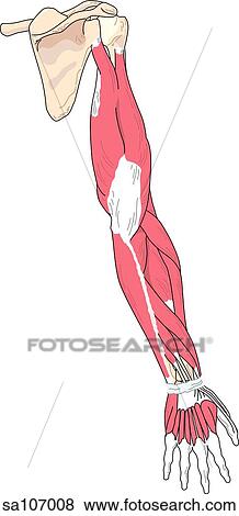 Stock Illustration - Posterior view of the muscles of the right arm (triceps brachii muscle, interosseus muscles and the superficial extensor muscles of the forearm).. Fotosearch