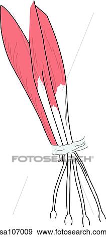 Posterior view of the muscles of the right arm (deep extensor muscles of the forearm). View Large Illustration Stock Illustration - Posterior view of the muscles of the right arm (deep extensor muscles of the forearm).. Fotosearch