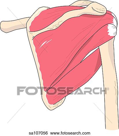 Posterior view of the muscles of the right shoulder joint. View Large Illustration Stock Illustration - Posterior view of the muscles of the right shoulder joint.. Fotosearch