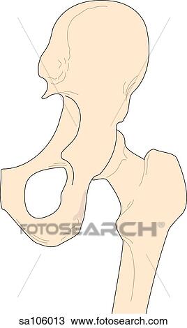 Posterior view of the right hip joint showing relative postitions of skeletal structures (femur and ilium). View Large Illustration Drawing - Posterior view of the right hip joint showing relative postitions of skeletal structures (femur and ilium).. Fotosearch