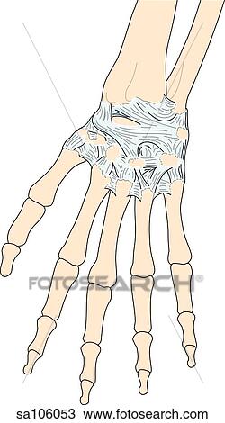 Drawing - Posterior view of the right wrist joint showing relative positions of skeletal structures and ligaments.. Fotosearch