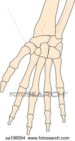 Posterior view of the right wrist joint showing relative positions of skeletal structures. View Large Illustration Stock Illustration - Posterior view of the right wrist joint showing relative positions of skeletal structures.. Fotosearch