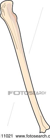 Posterior view of the skeletal anatomy of the right arm (ulna). View Large Illustration Clip Art - Posterior view of the skeletal anatomy of the right arm (ulna).. Fotosearch