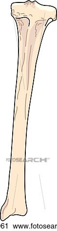 Posterior view of the skeletal anatomy of the right leg (tibia). View Large Illustration Clip Art - Posterior view of the skeletal anatomy of the right leg (tibia).. Fotosearch