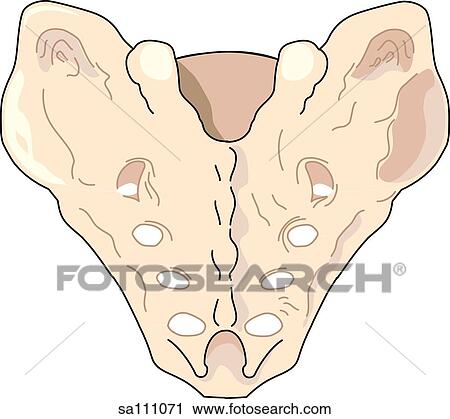 Clip Art - Posterior view of the skeletal anatomy of the pelvis (sacrum).. Fotosearch