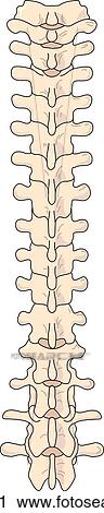 Posterior view of the skeletal anatomy of the spinal column. View Large Illustration Clip Art - Posterior view of the skeletal anatomy of the spinal column.. Fotosearch