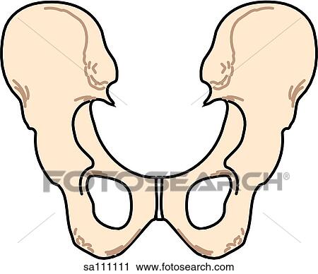 Posterior view of the skeletal anatomy of the body (ilium and ischium). View Large Illustration Clip Art - Posterior view of the skeletal anatomy of the body (ilium and ischium).. Fotosearch
