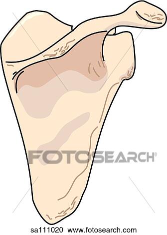 Posterior view of the skeletal anatomy of the right arm (scapula). View Large Illustration Clipart - Posterior view of the skeletal anatomy of the right arm (scapula).. Fotosearch