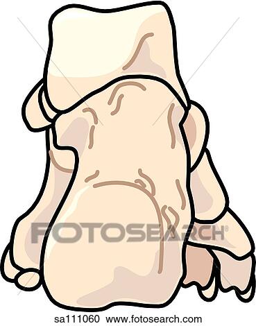 Posterior view of the skeletal anatomy of the right leg (tarsals, metatarsals and phalanges). View Large Illustration Clipart - Posterior view of the skeletal anatomy of the right leg (tarsals, metatarsals and phalanges).. Fotosearch