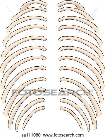 Clipart - Posterior view of the skeletal anatomy of the posterior thoracic ribcage.. Fotosearch