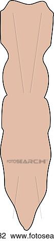 Drawing - Posterior view of the skeletal anatomy of the sternum.. Fotosearch