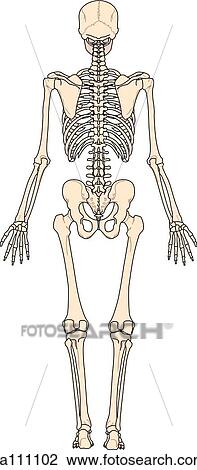 Posterior view of the skeletal anatomy of the body. View Large Illustration Drawing - Posterior view of the skeletal anatomy of the body.. Fotosearch